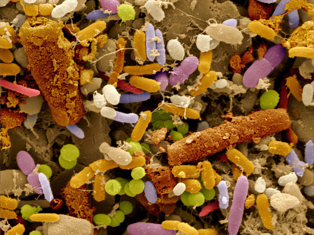 Bacteria in Human Feces