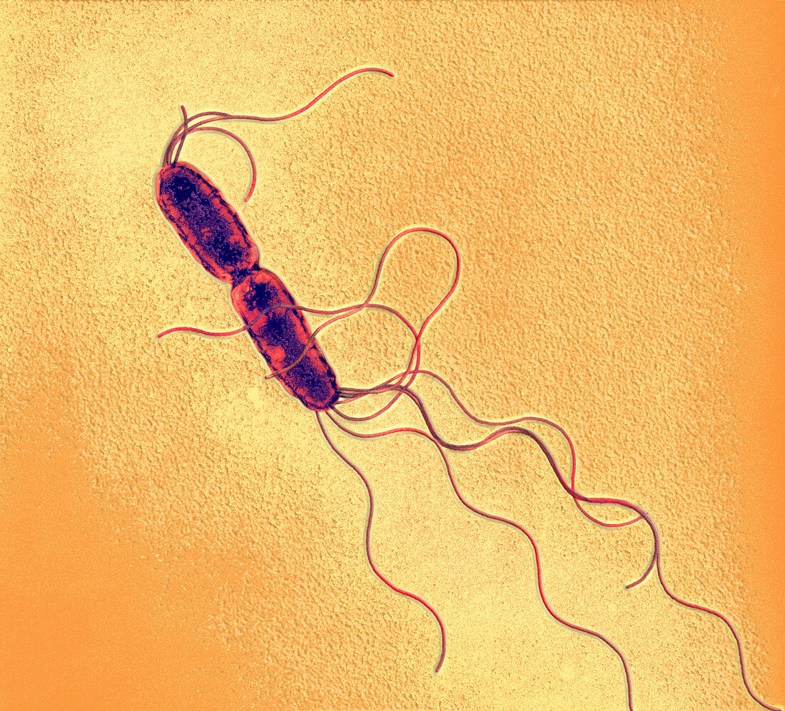 Salmonella typhimurium