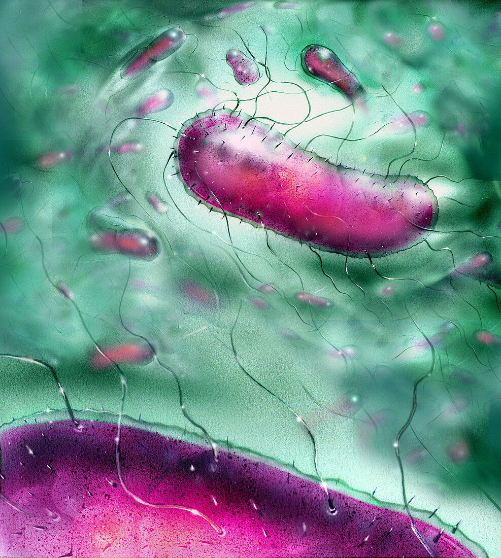 Illustration of E-coli bacterium