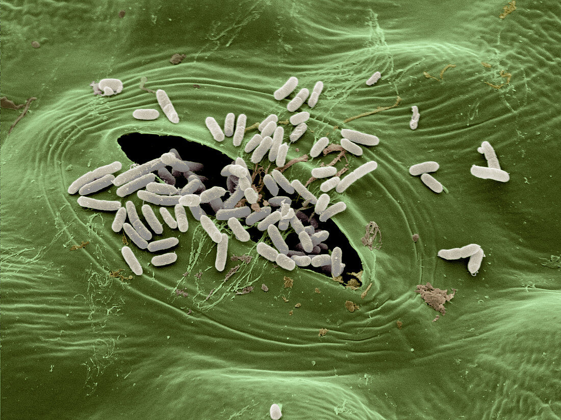 SEM of E. coli bacteria on Lettuce