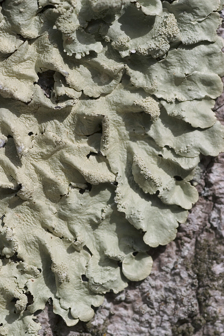 Common Greenshield Lichens