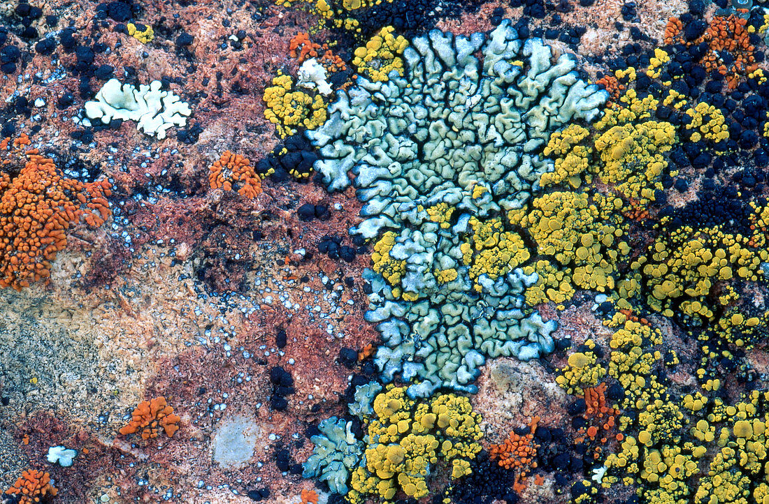 Lichens on a Rock