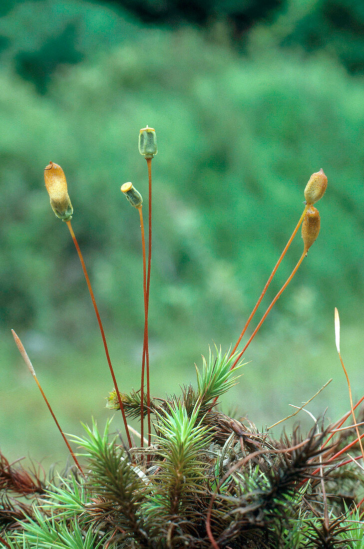 Haircap Moss with Spore Capsules