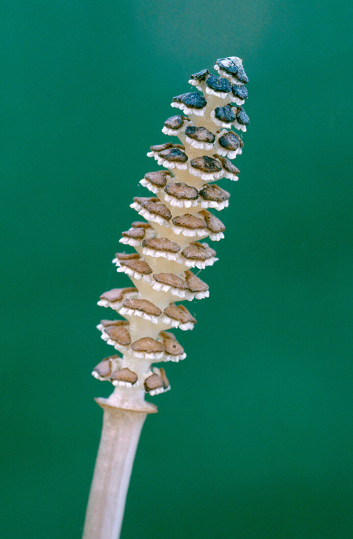 Fertile Horsetail