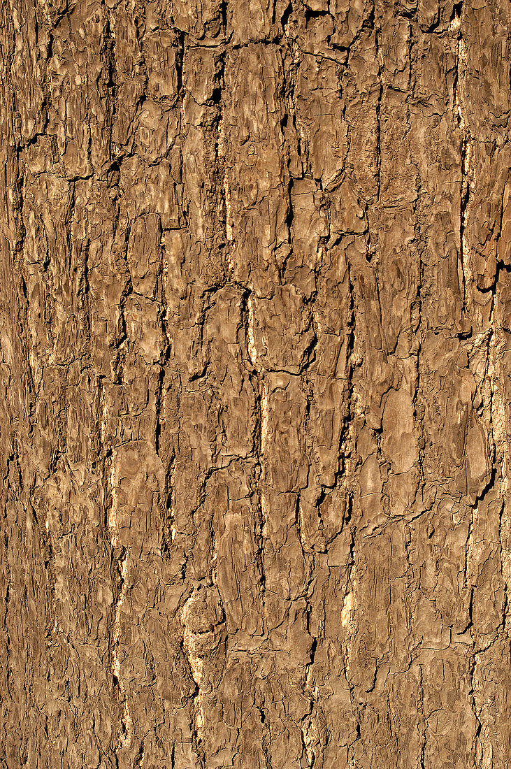 Bark of a Ginkgo Tree