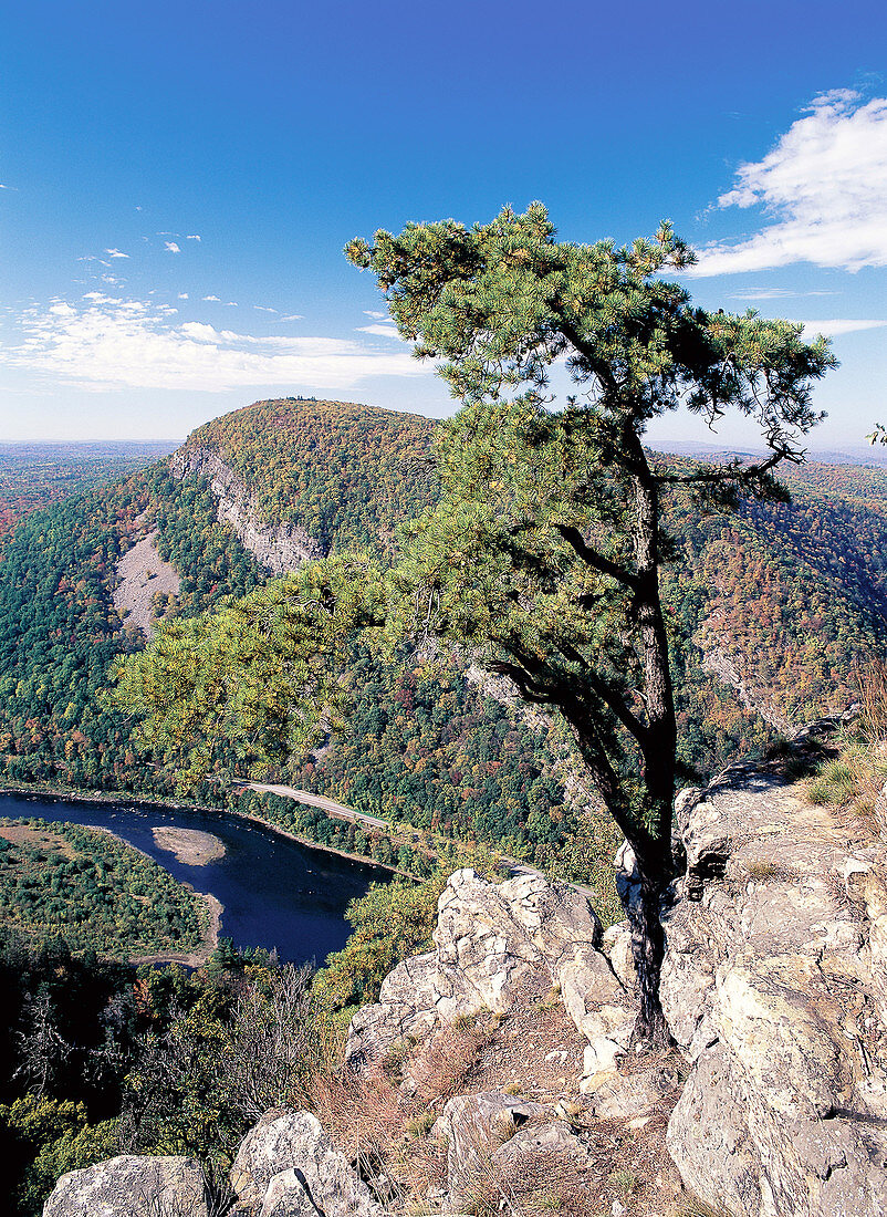 Pitch Pine,Delware Water Gap