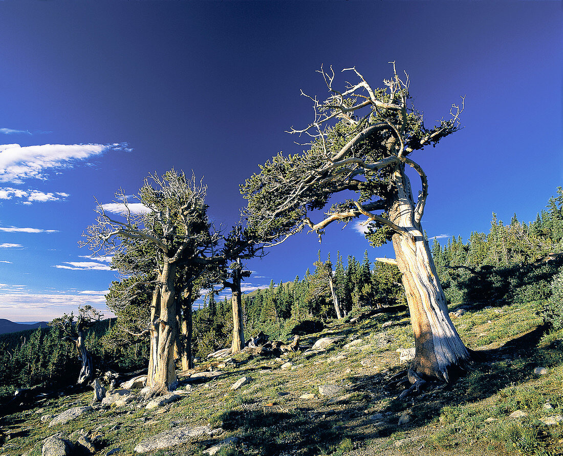Bristlecone Pines (Pinus aristata)