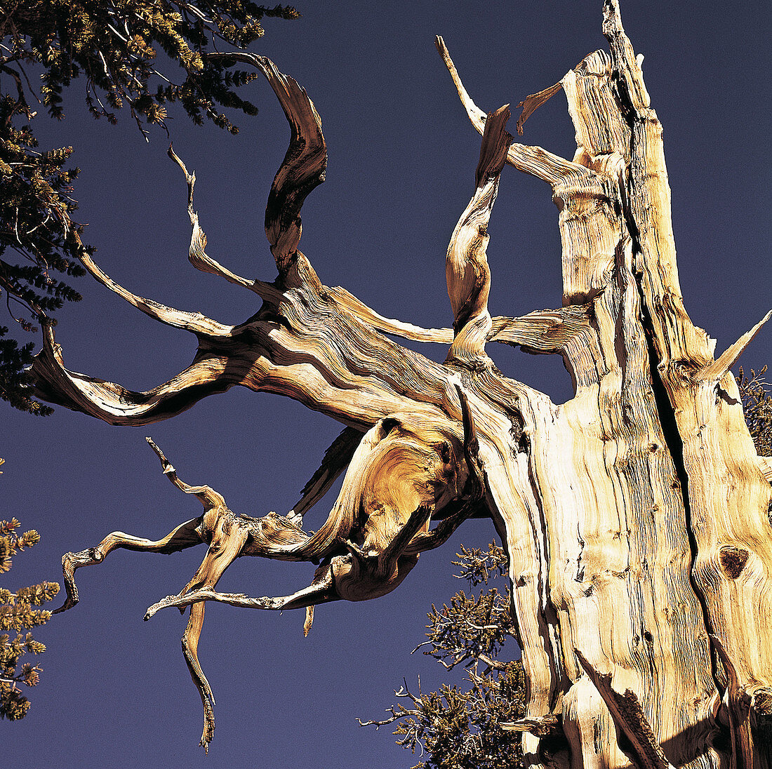 Bristlecone Pine (Pinus aristata)