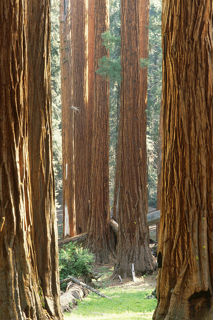 Giant Sequoias (Sequoiadendron giganteum)