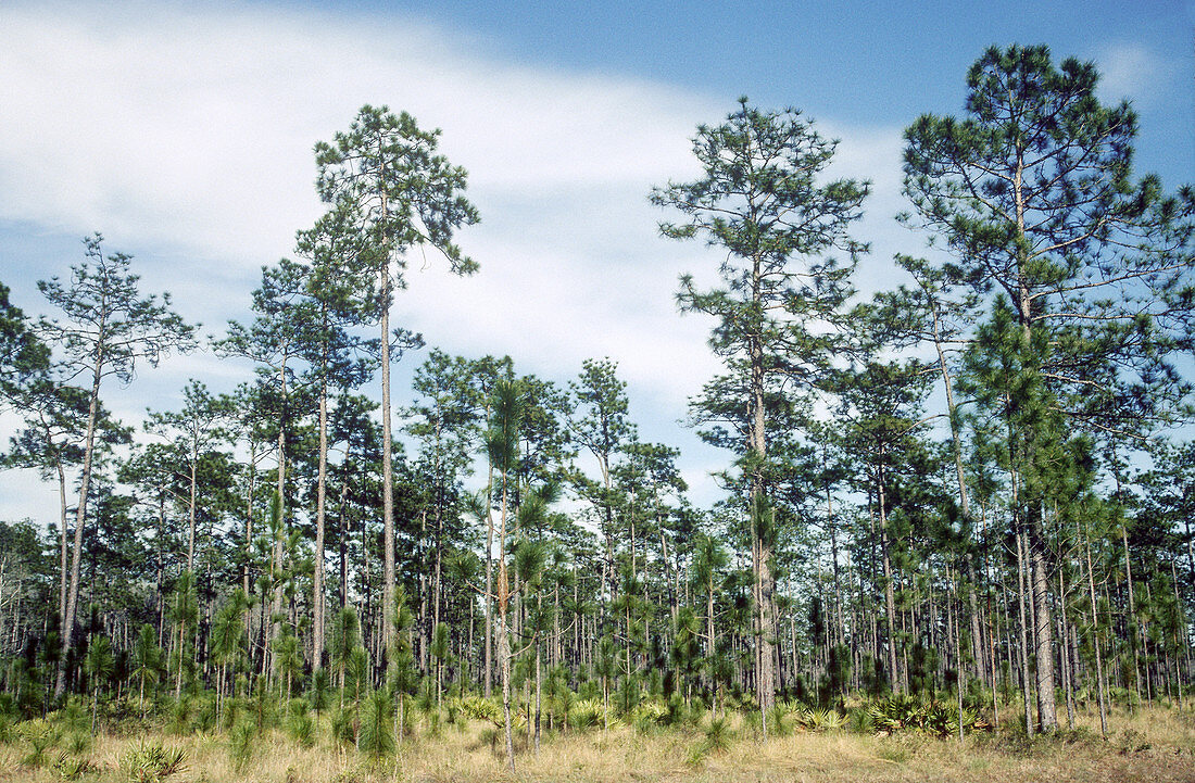 Longleaf Pines (Pinus palustris)