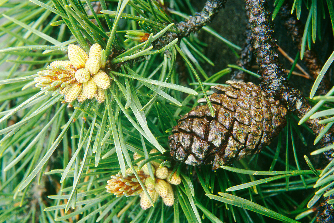 Lodgepole Pine (Pinus contorta) cones