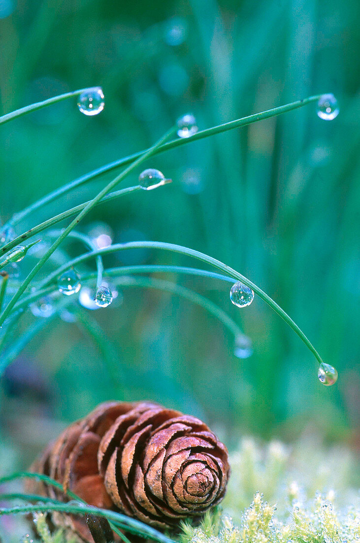 Pine cone under dewy grasses