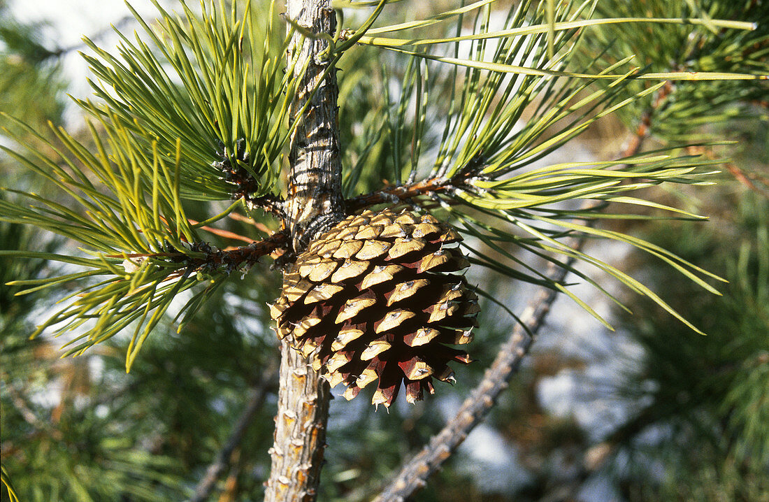 Pitch Pine cone (Pinus rigida)