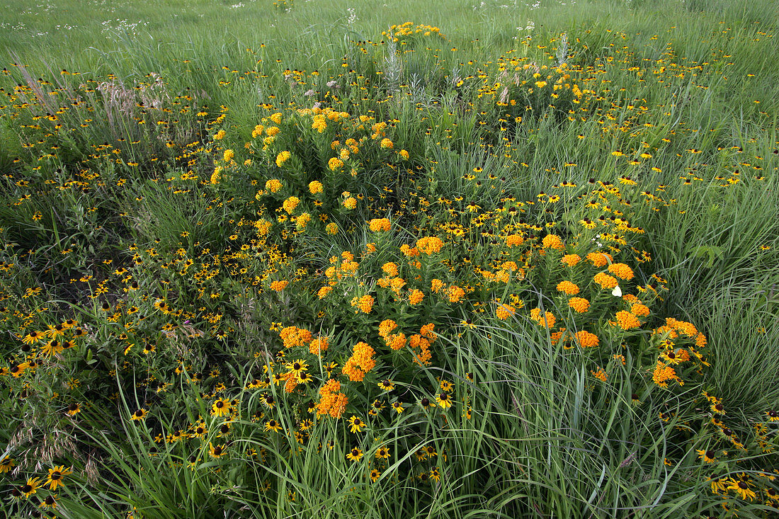 Wildflowers in a prairie meadow