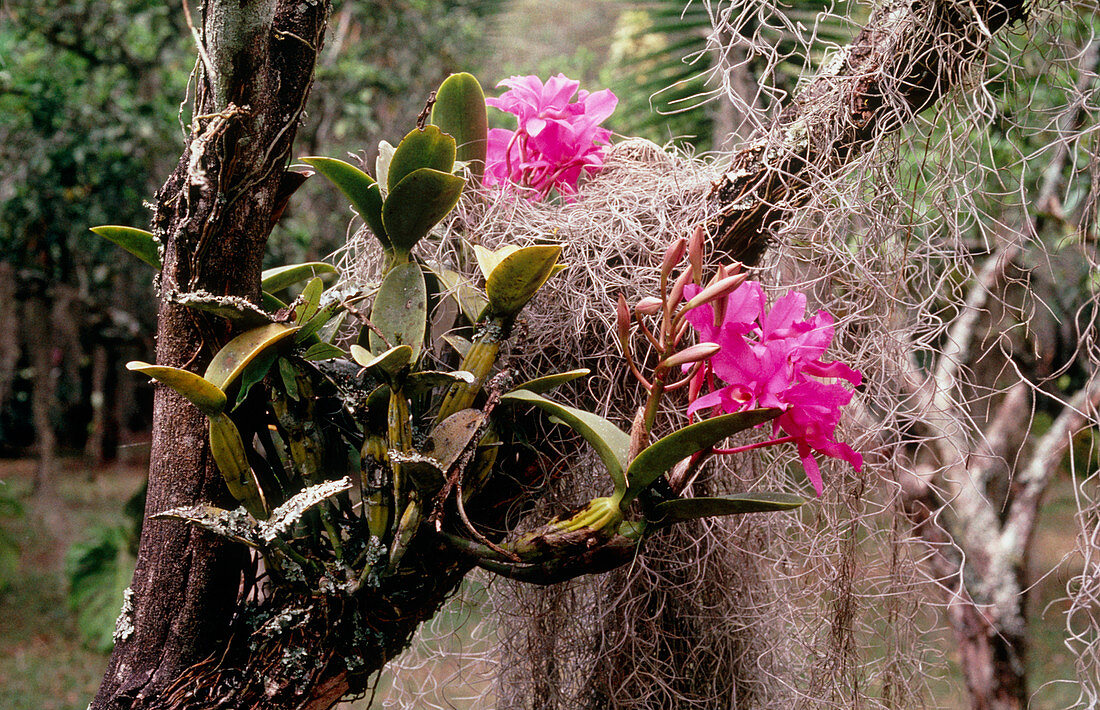 Orchids