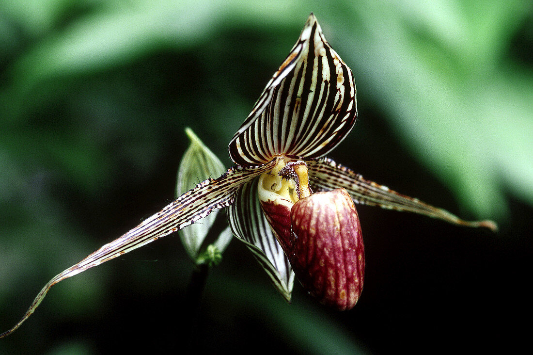 Bornean Slipper Orchid
