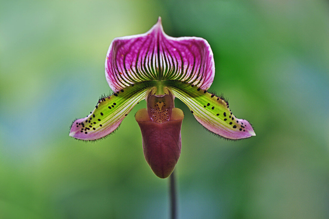 Ladyslipper Orchid