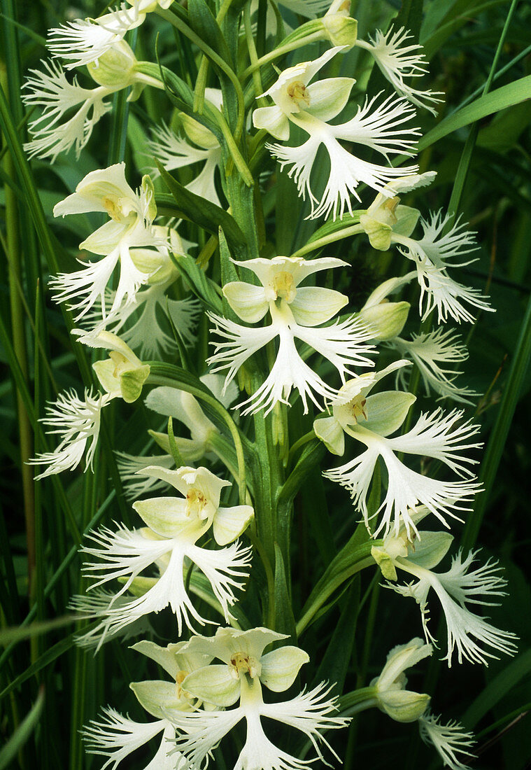 Prairie White Fringed Orchid