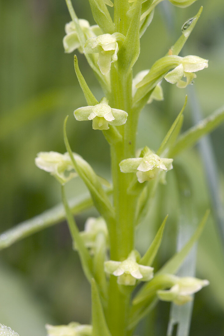 Pale Green Orchis