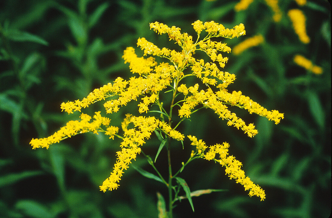Goldenrod Flowers