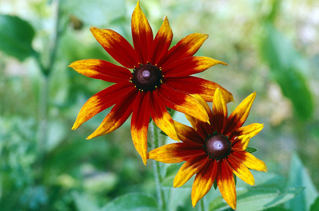 Gloriosa Daisies