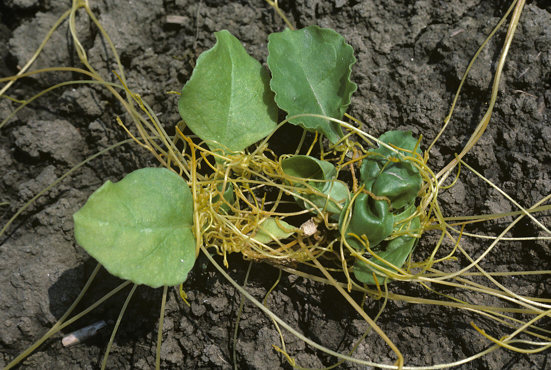 Dodder or Strangleweed on sugarbeet seedling