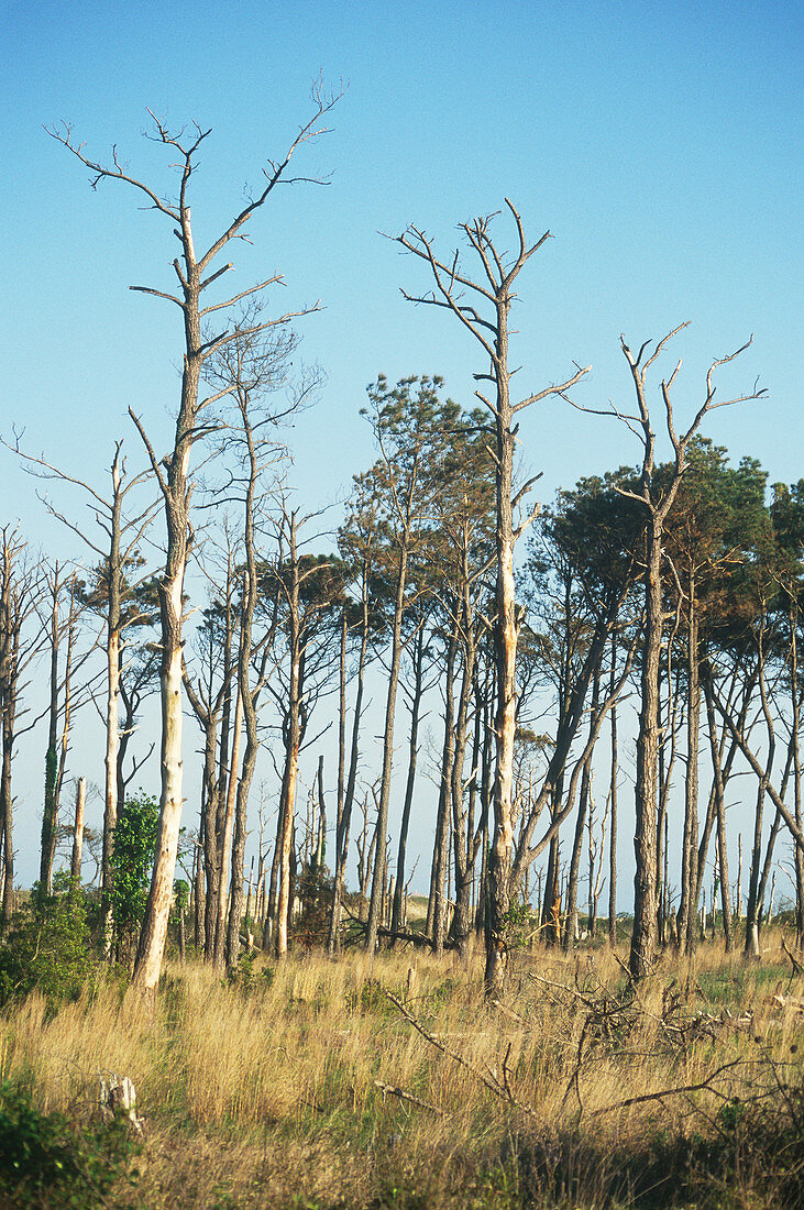 Pines killed by Southern Pine Beetle