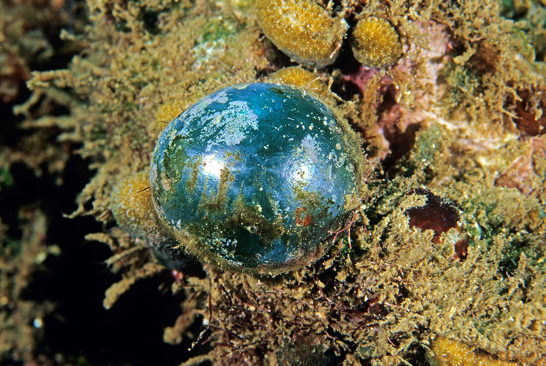 Sea Pearl (Ventricaria ventricosa)