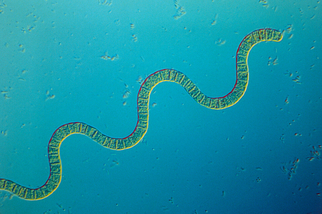 LM of Spirulina platensis cyanobacteria