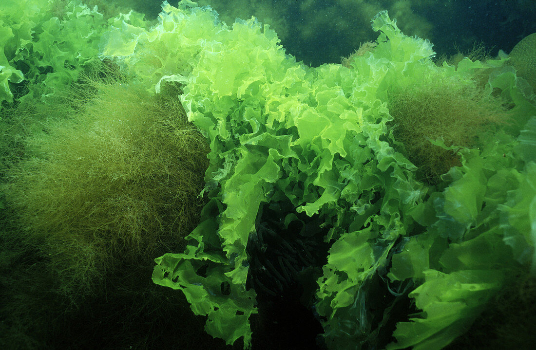 Sea Lettuce