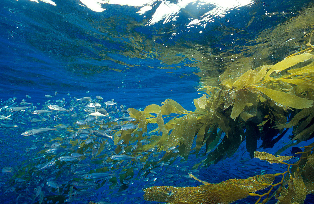 Kelp Patty Ecosystem