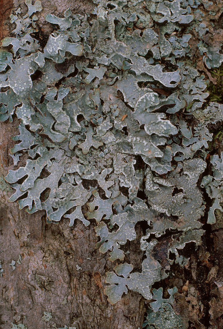Foliose Lichen