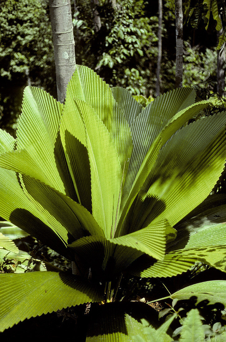 Teysmannia palm