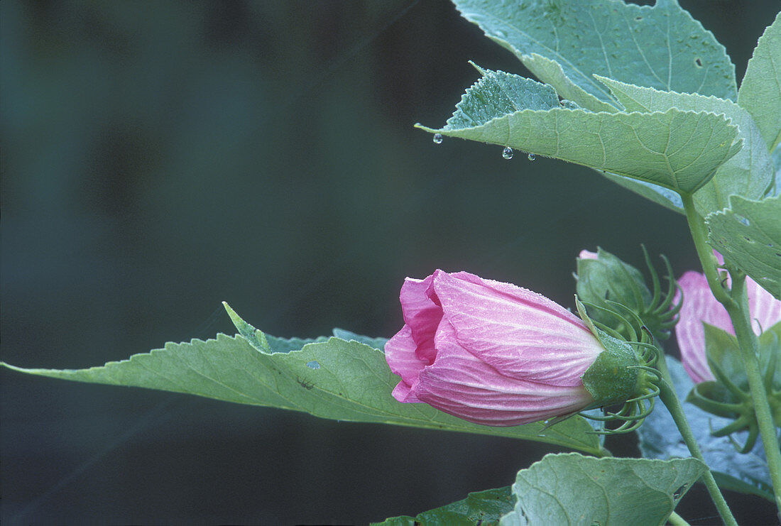 Swamp Rose Mallow