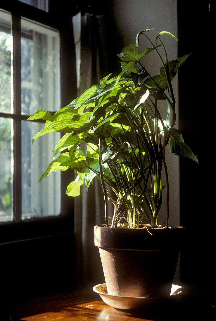 Phototropism in a Houseplant