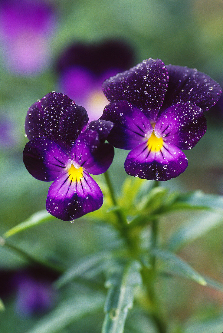 Purple Pansies in the Rain