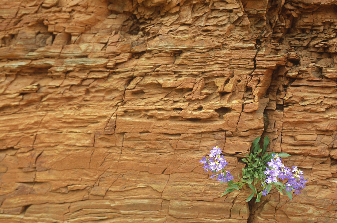 Penstemon flower in sandstone crevice