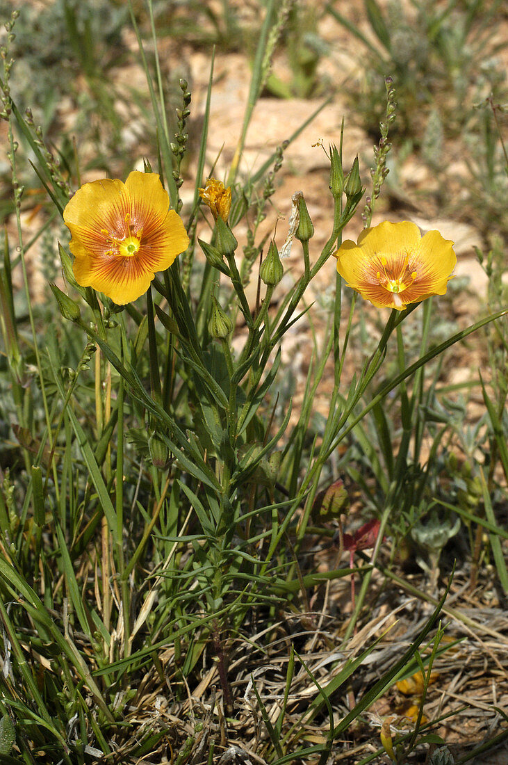 Yellow Flax