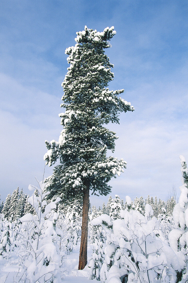 Snow-covered lodgepole pine