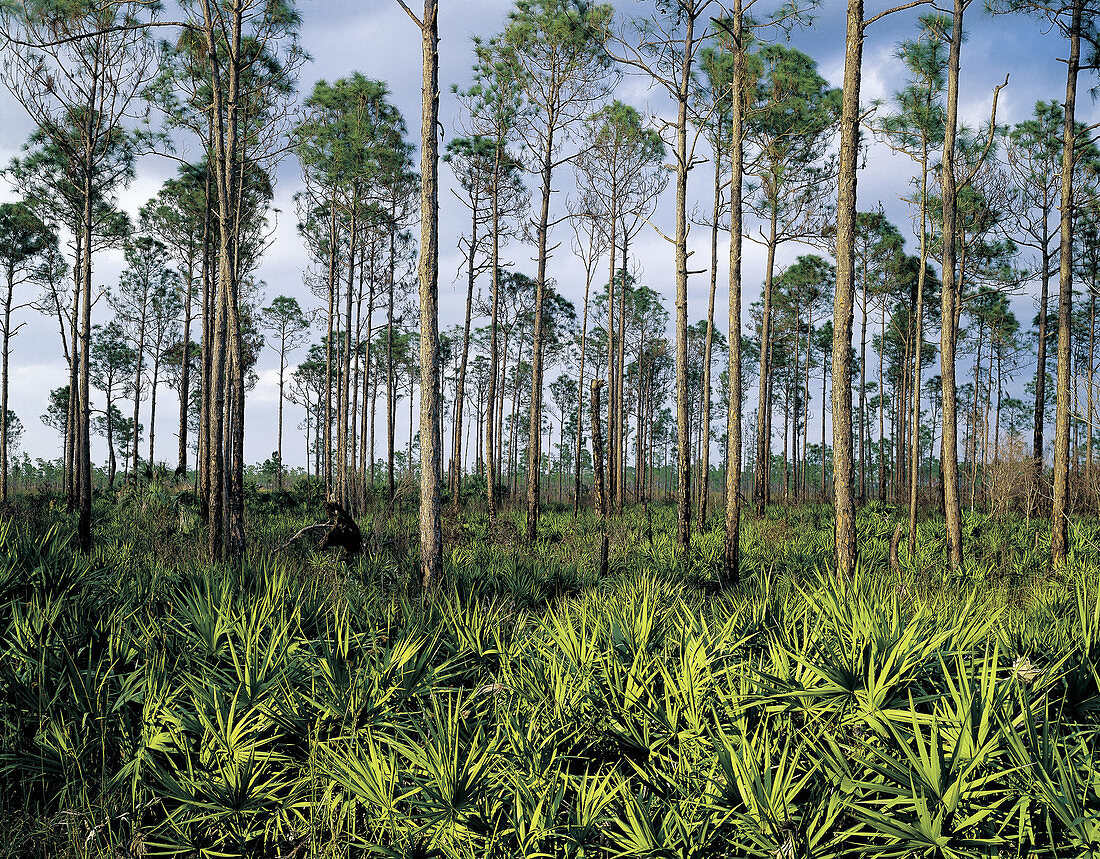 Pines and Palmettos in the Everglades