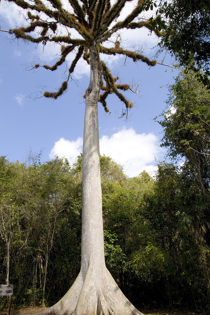 Kapok Tree