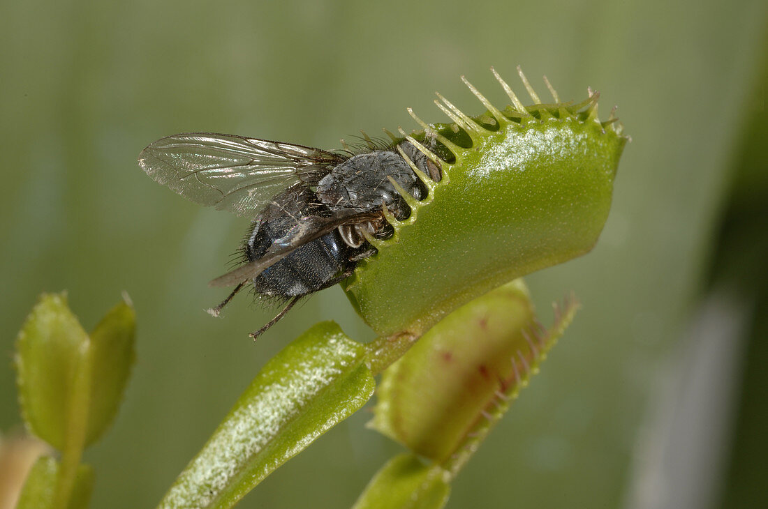 Venus' Fly Trap with fly