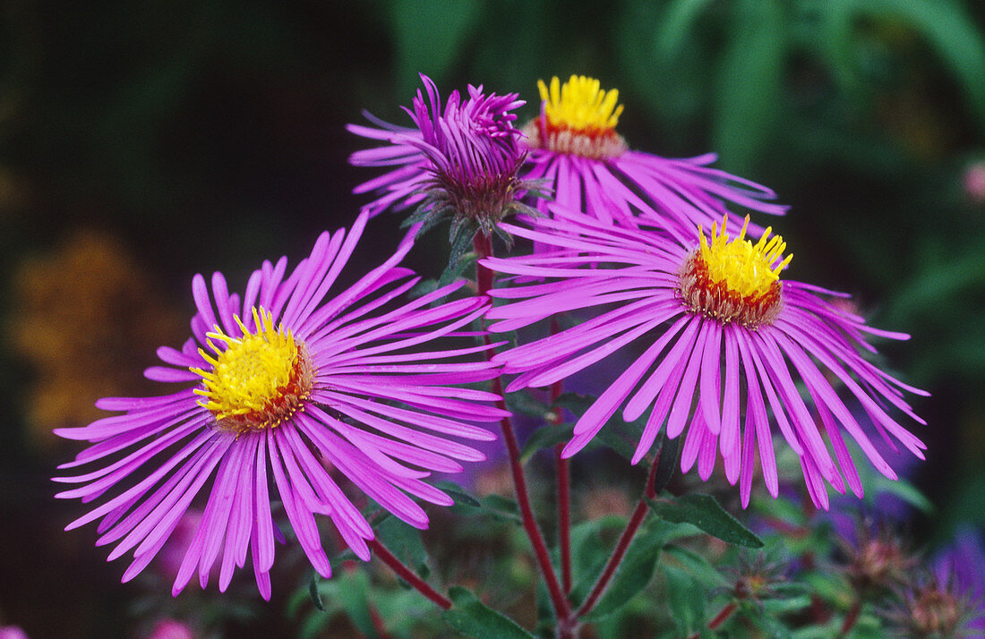 New England Asters