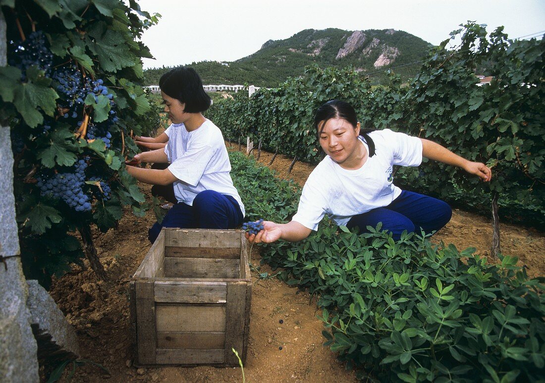 Lese von Cabernet Sauvignon Trauben, Weingut Huadong, China