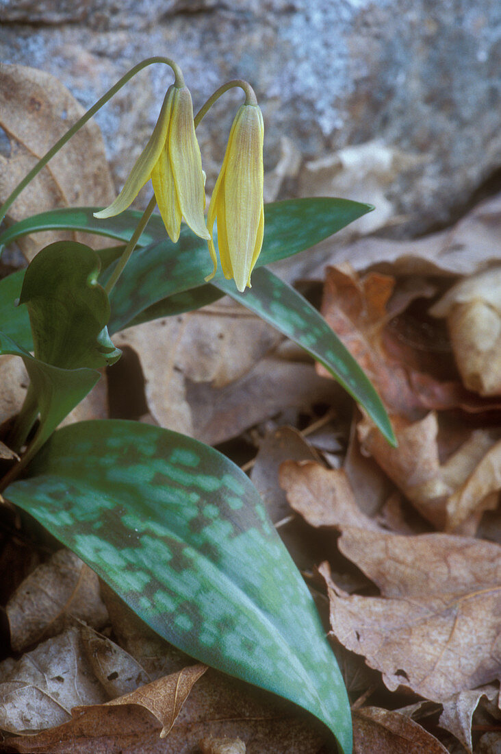 Trout Lily