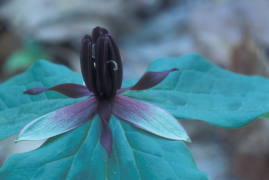 Trillium