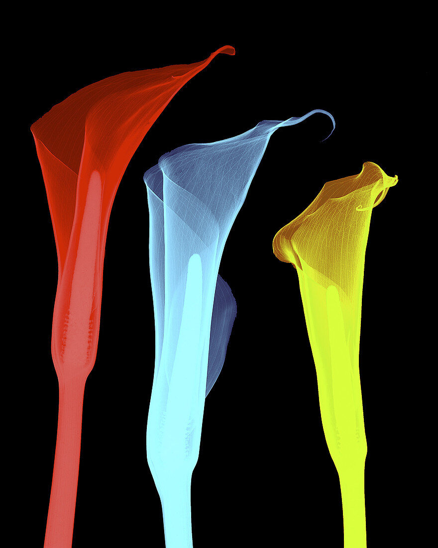 X-ray of Three Lilies