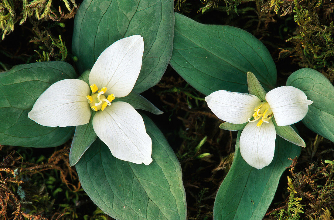 Snow Trillium