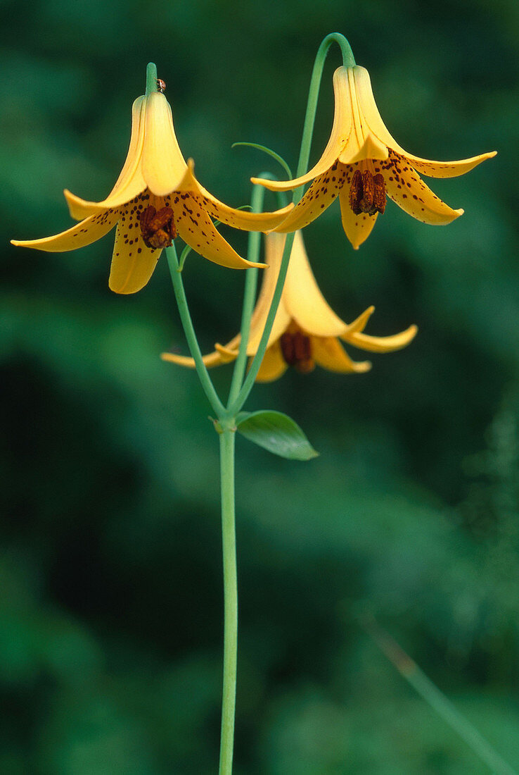 Canada Lily