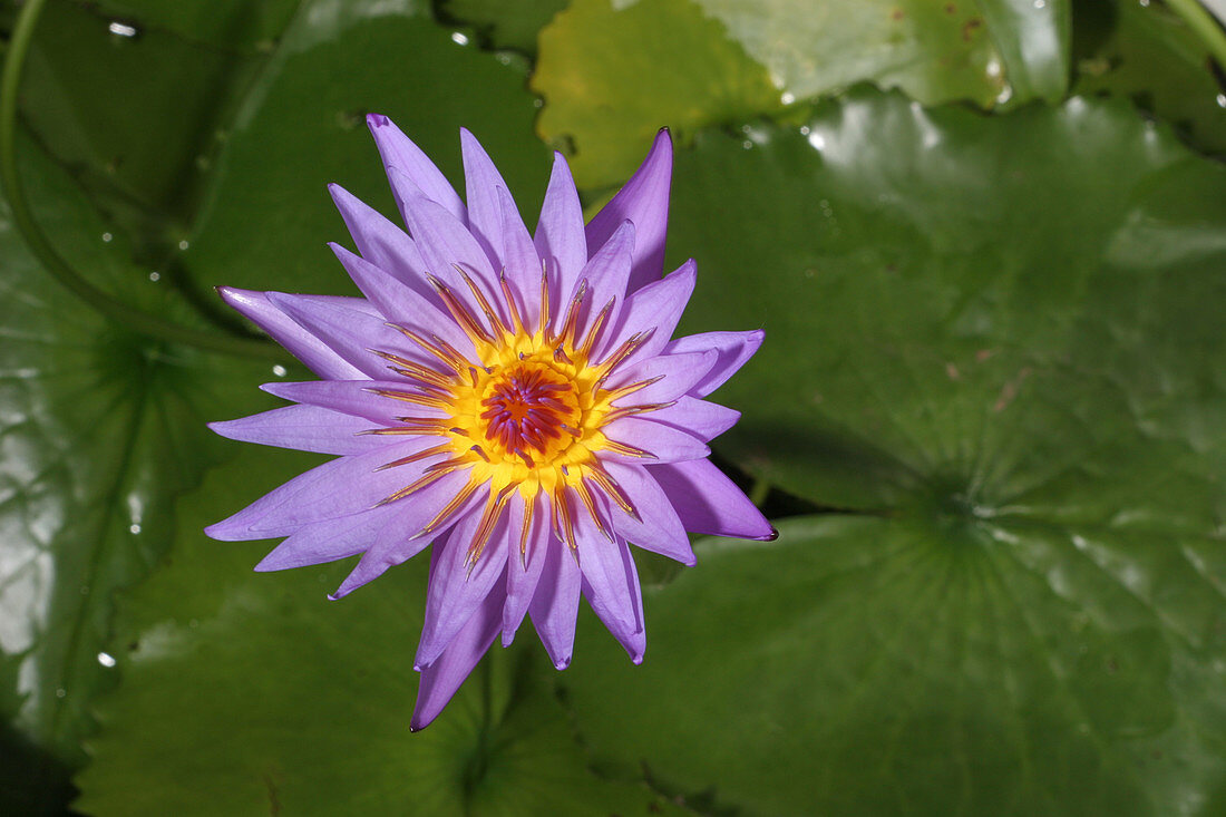 Waterlily opening (part of a series)